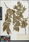 Foto von Salix pentandra L.